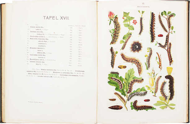 [Спулер А. Гусеницы европейских бабочек / 2-е изд. одноименного труда доктора Э. Хофмана]. Stuttgart: E. Schweizerbartsche Verlagsbuchhandlung, [1908?].